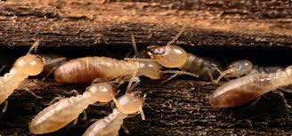 termite9